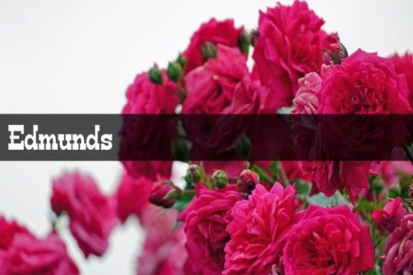 Edmunds Font: A Modern Display Typeface for Digital Design