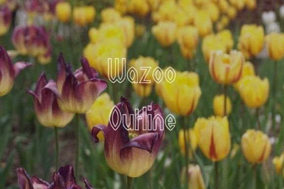 Wazoo Outline: A Craft-Friendly Display Font for Making Products Pop
